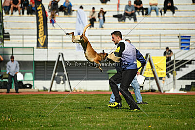 Angry Bird Manlihaus