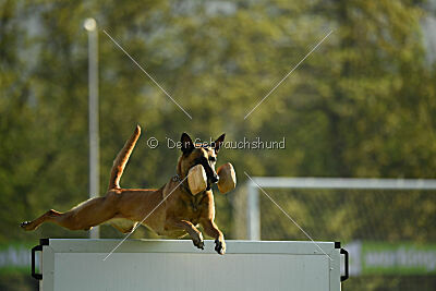 Angry Bird Manlihaus