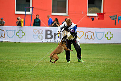 Angry Fox Amidala Padmé