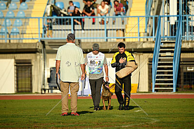 Angry Fox Amidala Padmé