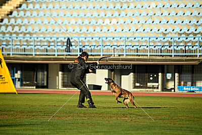 Angry Fox Amidala Padmé