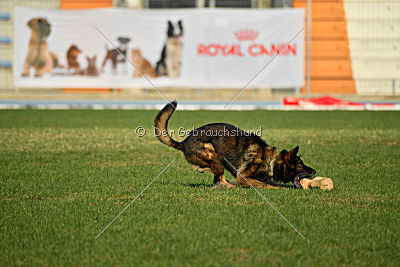 Antey Hitzig Hund