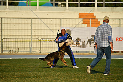 Antey Hitzig Hund