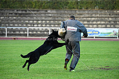 Apollo vom Schloß Solitude