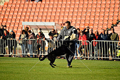 Apollo vom Schloß Solitude