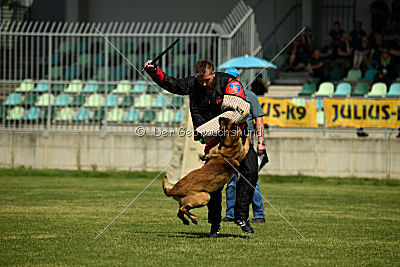 Aramis Red Devils Dog