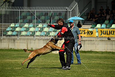 Aramis Red Devils Dog