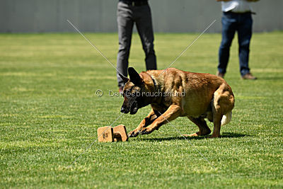 Aramis Red Devils Dog