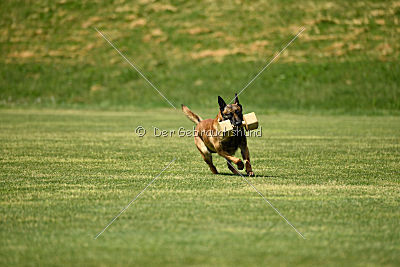 Aramis Red Devils Dog