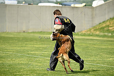 Aramis Red Devils Dog