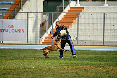 Aramis Red Devils Dog
