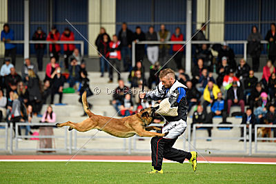 Aramis Red Devils Dog