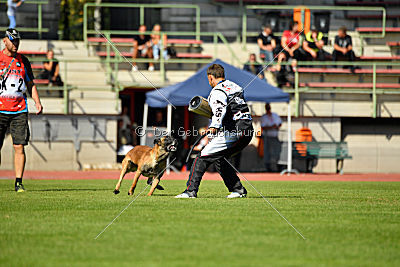 Aramis Red Devils Dog