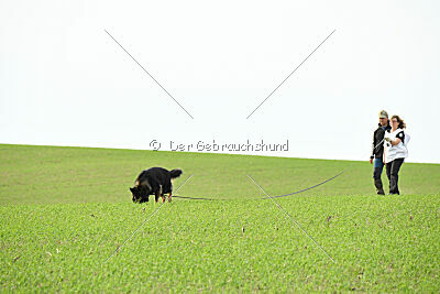 Aramis vom Hopfenbachtal