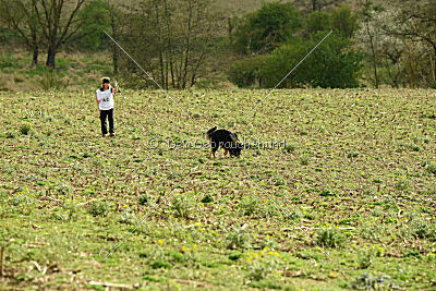 Aramis vom Hopfenbachtal