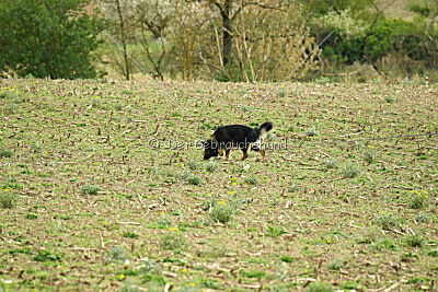 Aramis vom Hopfenbachtal