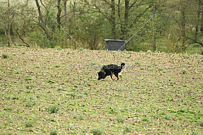 Aramis vom Hopfenbachtal