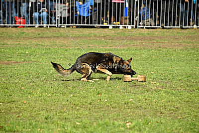 Arek vom Agri-tschai