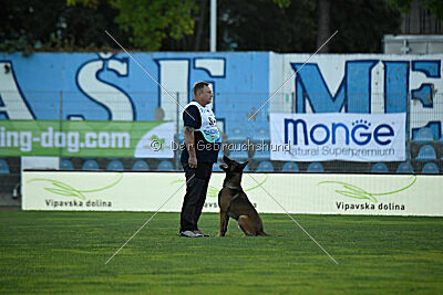 Aris Tore's Working Dogs