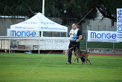 Aris Tore's Working Dogs