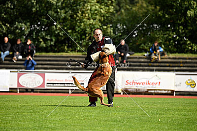 Arkan von der schwarzen Mamba