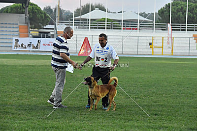 Arkan von der schwarzen Mamba