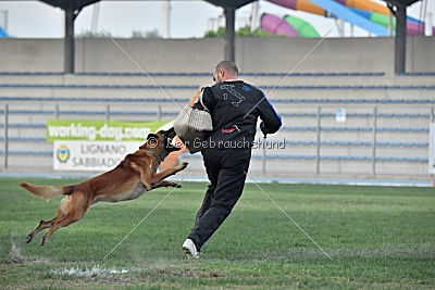 Arkan von der schwarzen Mamba