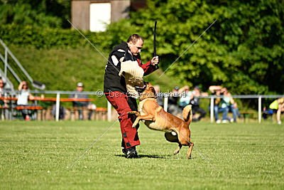 Arkan von der schwarzen Mamba