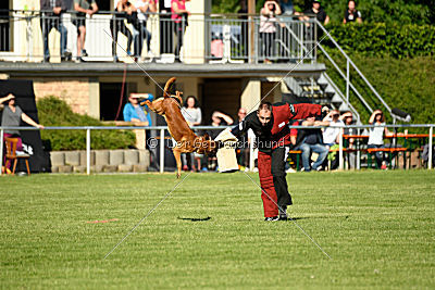 Arkan von der schwarzen Mamba