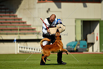 Arkan von der schwarzen Mamba