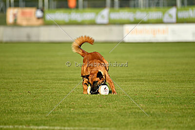 Arkan von der schwarzen Mamba