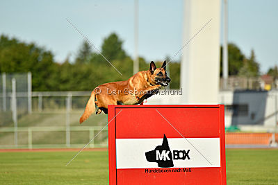 Arkan von der schwarzen Mamba
