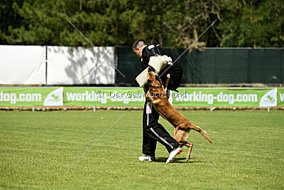 Armstrong Free to Fly