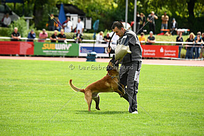 Armstrong Free to Fly