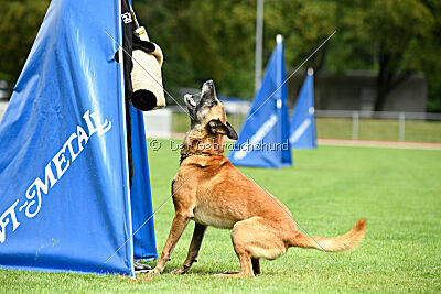 Armstrong Free to Fly