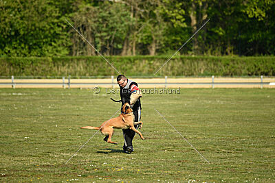 Armstrong Free to Fly