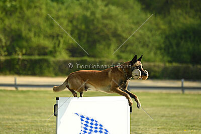 Armstrong Free to Fly