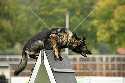 Arska vom Schattenbachtal