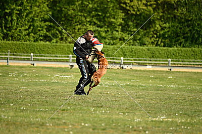 Arthos vom Feldbrand