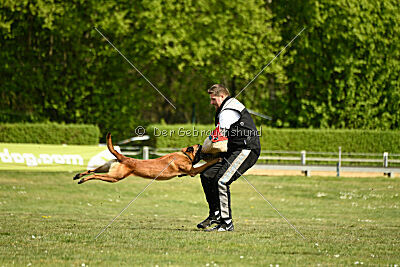 Arthos vom Feldbrand