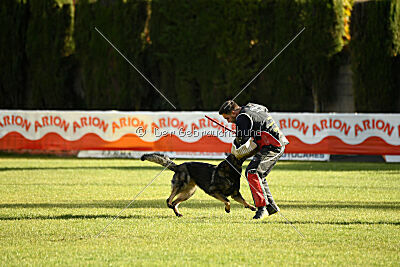 Ary vom Domus Bellus