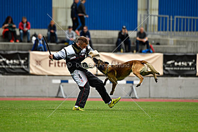 As'Thor Force Canina