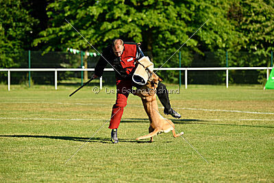 Ashley vom Clan der Wölfe