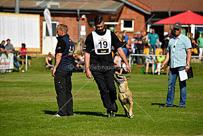 Ashley vom Clan der Wölfe