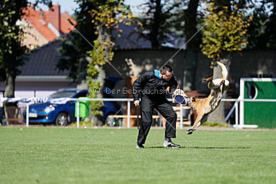 Ashley vom Clan der Wölfe