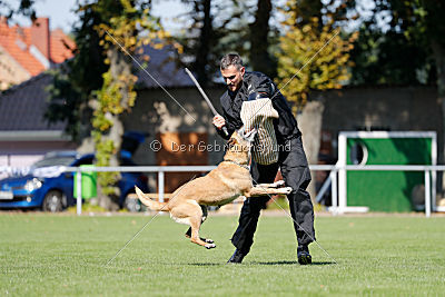 Ashley vom Clan der Wölfe