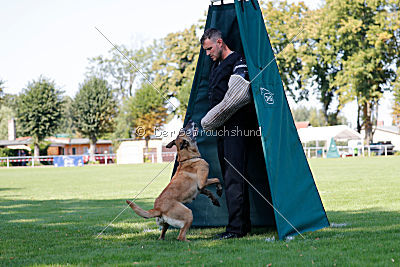 Ashley vom Clan der Wölfe