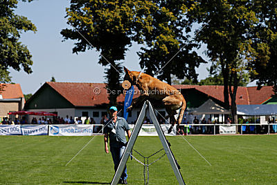 Ashley vom Clan der Wölfe