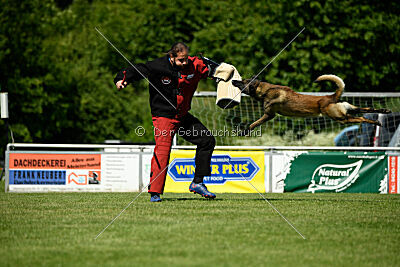 Aslan vom Sudwalder Forst