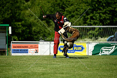 Aslan vom Sudwalder Forst